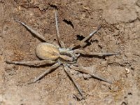 Lycosa sp DSC00267 edit
